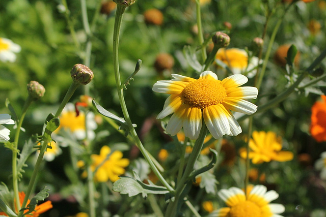 Chrysanthemum coronarium var. discolor (2)
