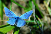 BLEU ***