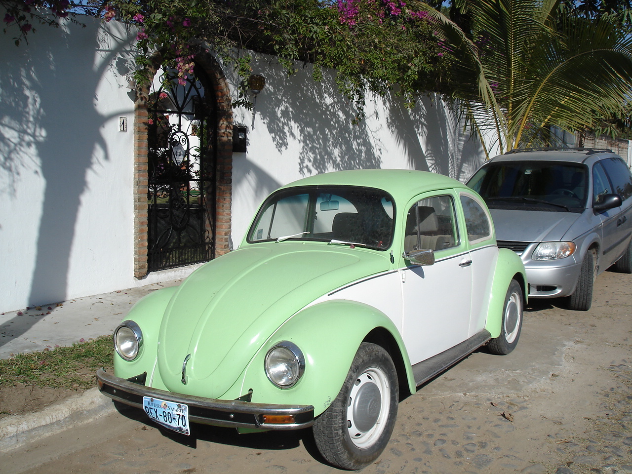 Coccinelle mexicaine / Mexican bug - MEXIQUE / 16 février 2011.