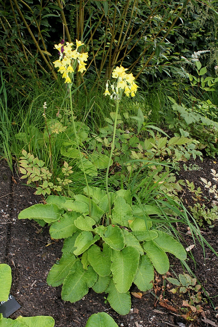 Primula florindae