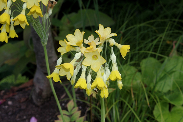 Primula florindae