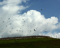 Turkey vultures, landfill