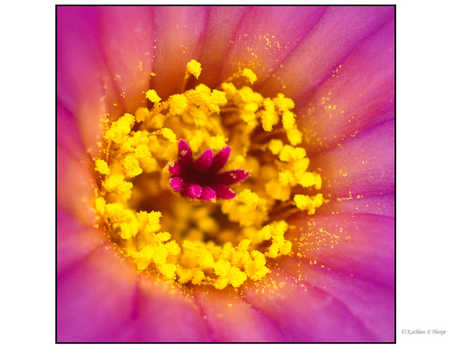 Cactus Flower Pollen