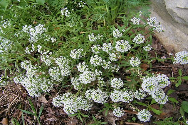 Fleurs blanches : Corbeille d'argent