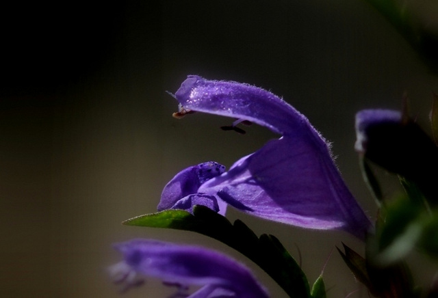 Dracocephalum moldavica