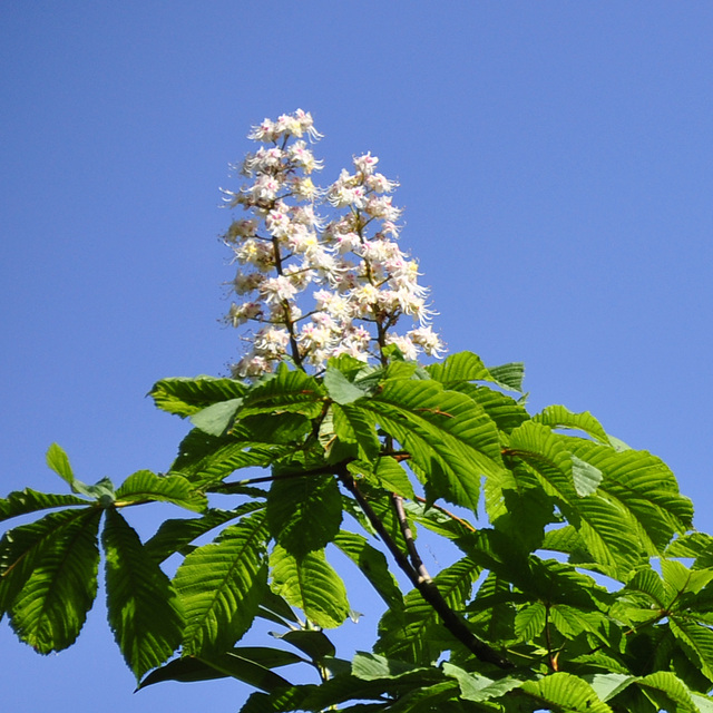 Kastanienblüten weiß