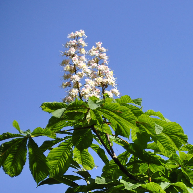 Kastanienblüten weiß