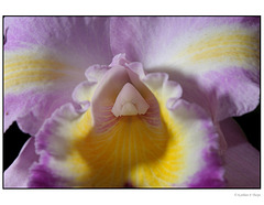 Orchid 3