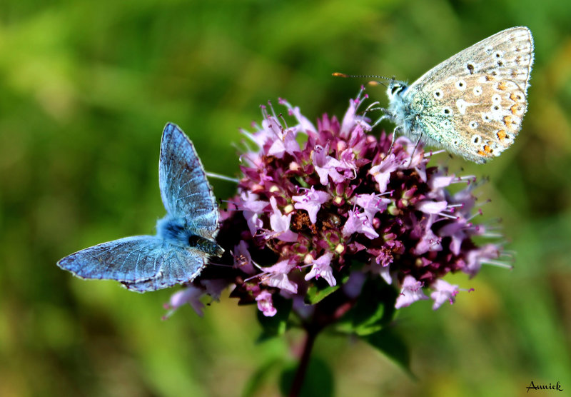 DUO DE BLEUS AZURES SUR ORIGAN ***