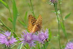 butterfly on flower-CSC 4741