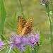 butterfly on flower-CSC 4741