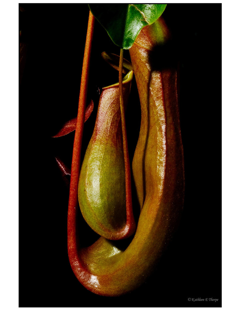 Pitcher Plants 2