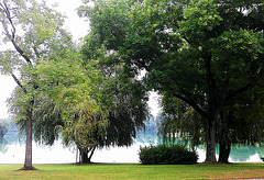 Bäume am See