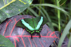 Schmetterling