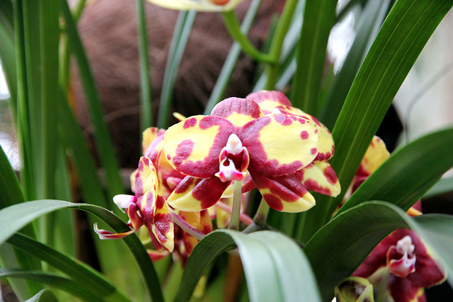 Orchidee