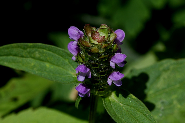 Prunella vulgaris - Brunelle commune