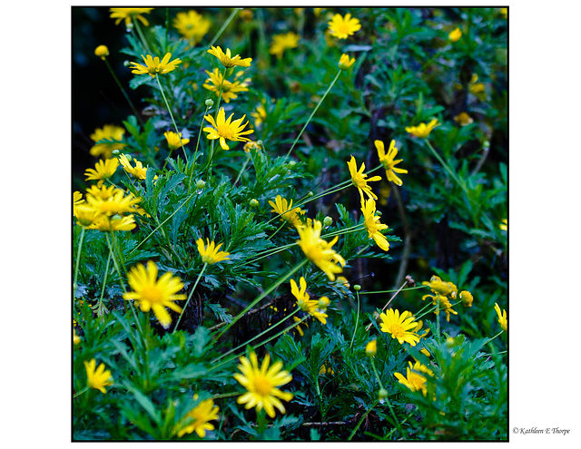 Bush Daisies