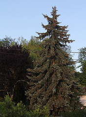 Picea pungens  f. glauca