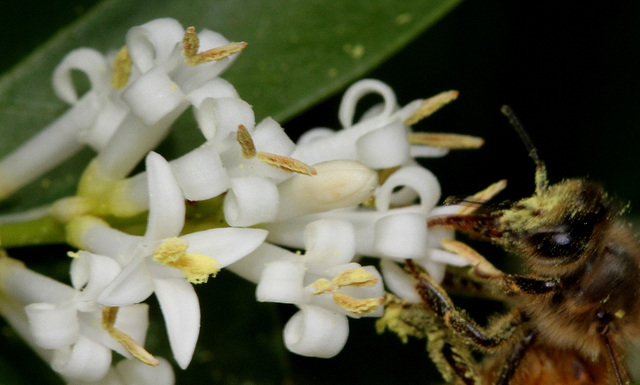 Ligustrum vulgare- Troène