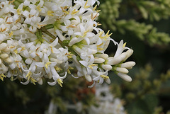 Ligustrum vulgare- Troène