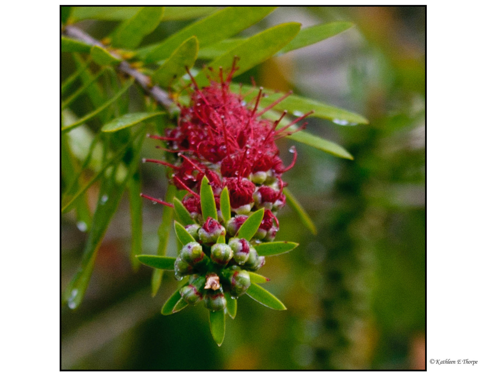 Bottle Brush