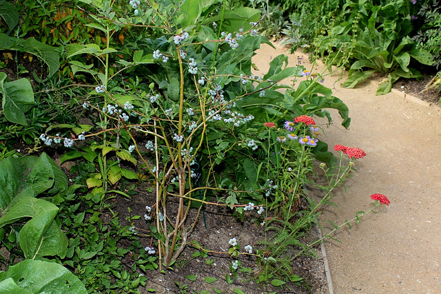 Jardin 18- des plantes -Airelle