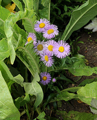 Jardin 18- des plantes- Erigeron ou Aster ?(2)