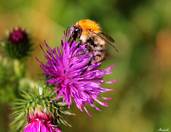 JE BUTINE SUR MA FLEUR DE CHARDON*** JE BUTINE SUR MA FLEUR DE CHARDON***