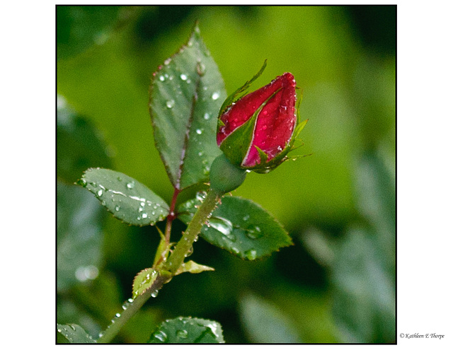 ipernity: Knockout Rose Bud in Rain - Bokeh - by Kathleen Thorpe