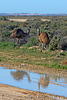 Reflecting on emus at Mungo