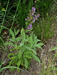 Salvia officinalis