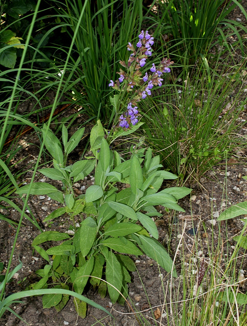 Salvia officinalis