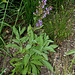 Salvia officinalis