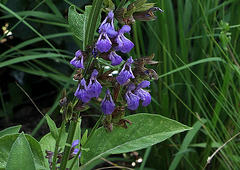 Salvia officinalis