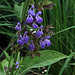 Salvia officinalis