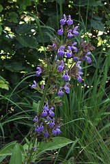 Salvia officinalis