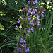 Salvia officinalis