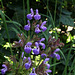 Salvia officinalis