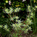 Eryngium planum (5)