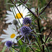 Eryngium planum (6)