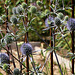 Eryngium planum