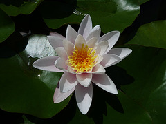 Teichrose
