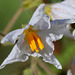Morelle de Balbis-Solanum sisymbriifolium