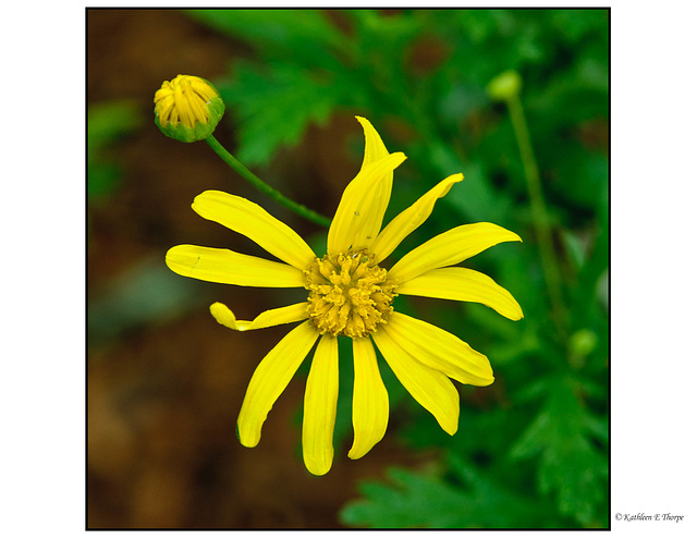 Bush Daisy