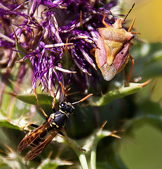 20120514 9694RAw [E] Distel, Wespe, Wanze