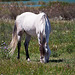 20120514 9710RAw [E] Pferd, Saucedilla