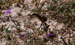 20120514 9712RAw [E] Libelle, Saucedilla