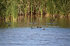 20120514 9715RTw [E] Blässhuhn, Saucedilla