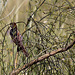 20120514 9852RTw [E] Weidensperling (Passer hispaniolensis), Saucedilla, Extremadura