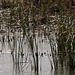 20120514 9865RTw [E] Schilf (Phragmites australis), Saucedilla, Extremadura